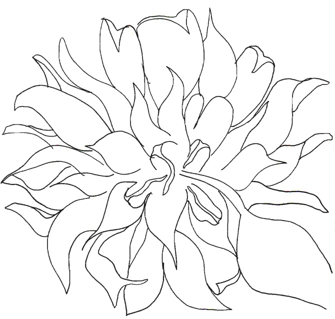 sunflower-drawn