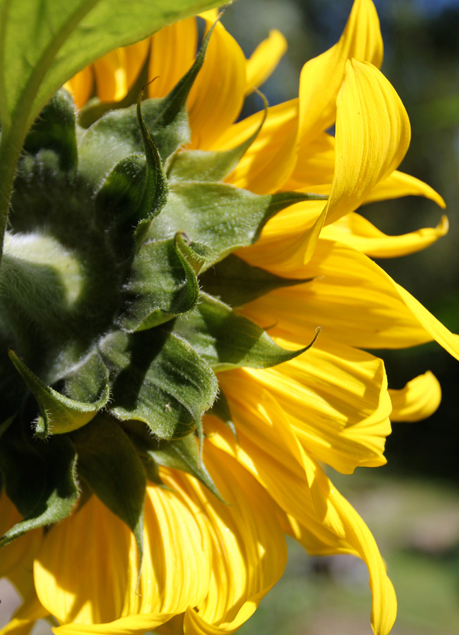 sunflower_behind