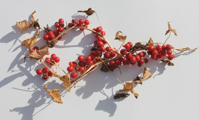 berry1