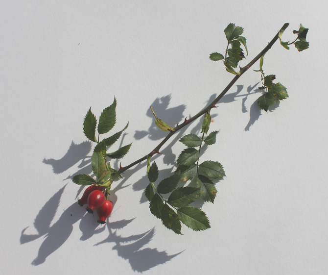 berry3