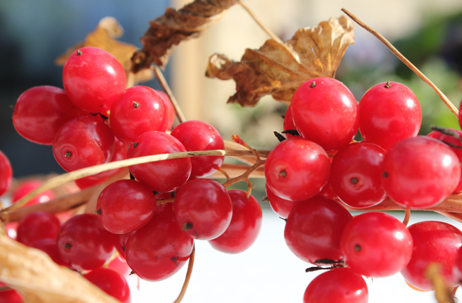 berrycloseup1