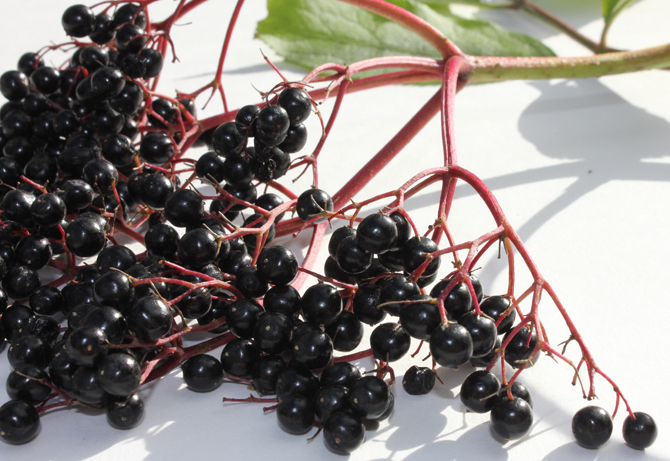berrycloseup2