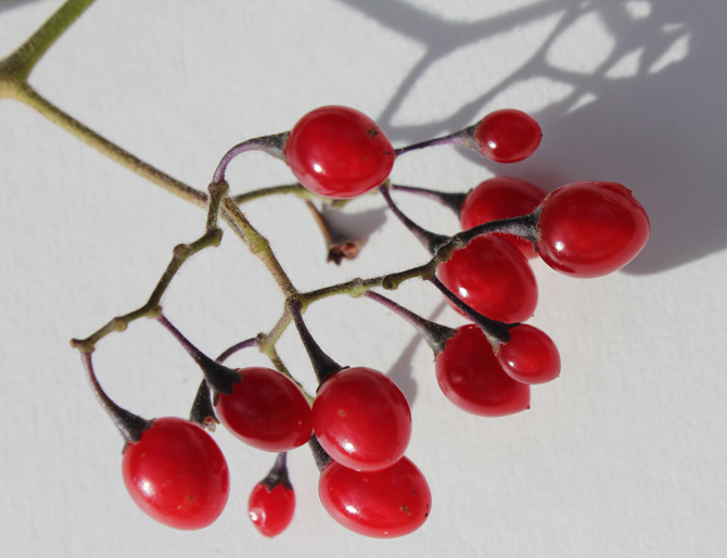berrycloseup3