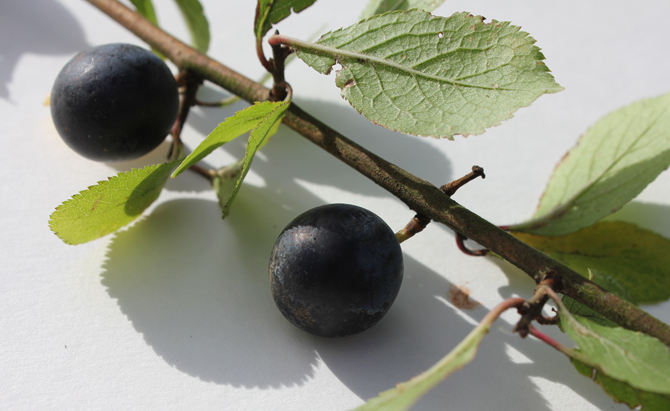 berrycloseup4