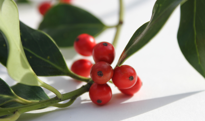 berrycloseup5