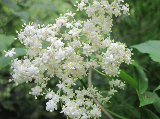 elder1